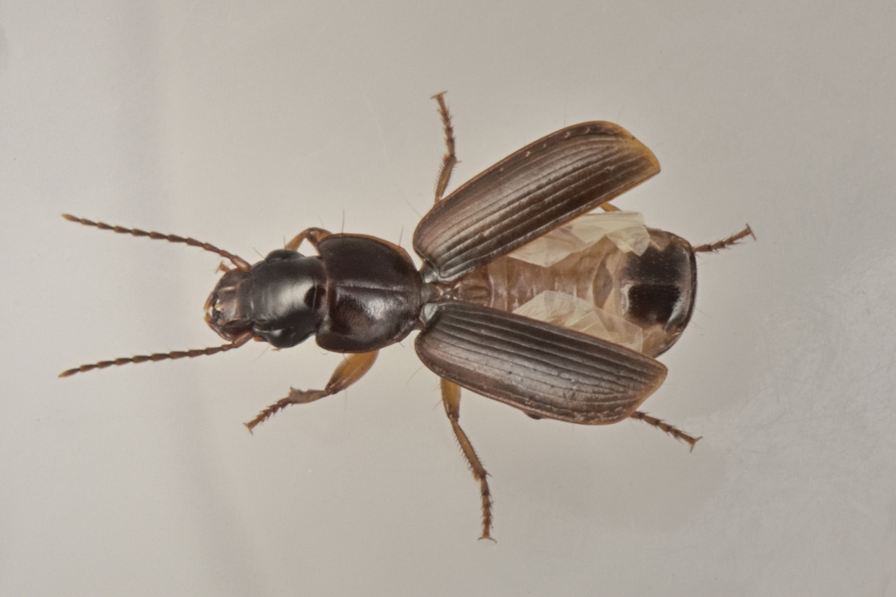 Carabidae: Pseudomasorerus canigoulensis? Sì.